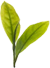 Tea leaf